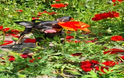 Praagse Rattler honden te koop: Praagse rattler Raszuivere puppy's  - Afbeelding 2