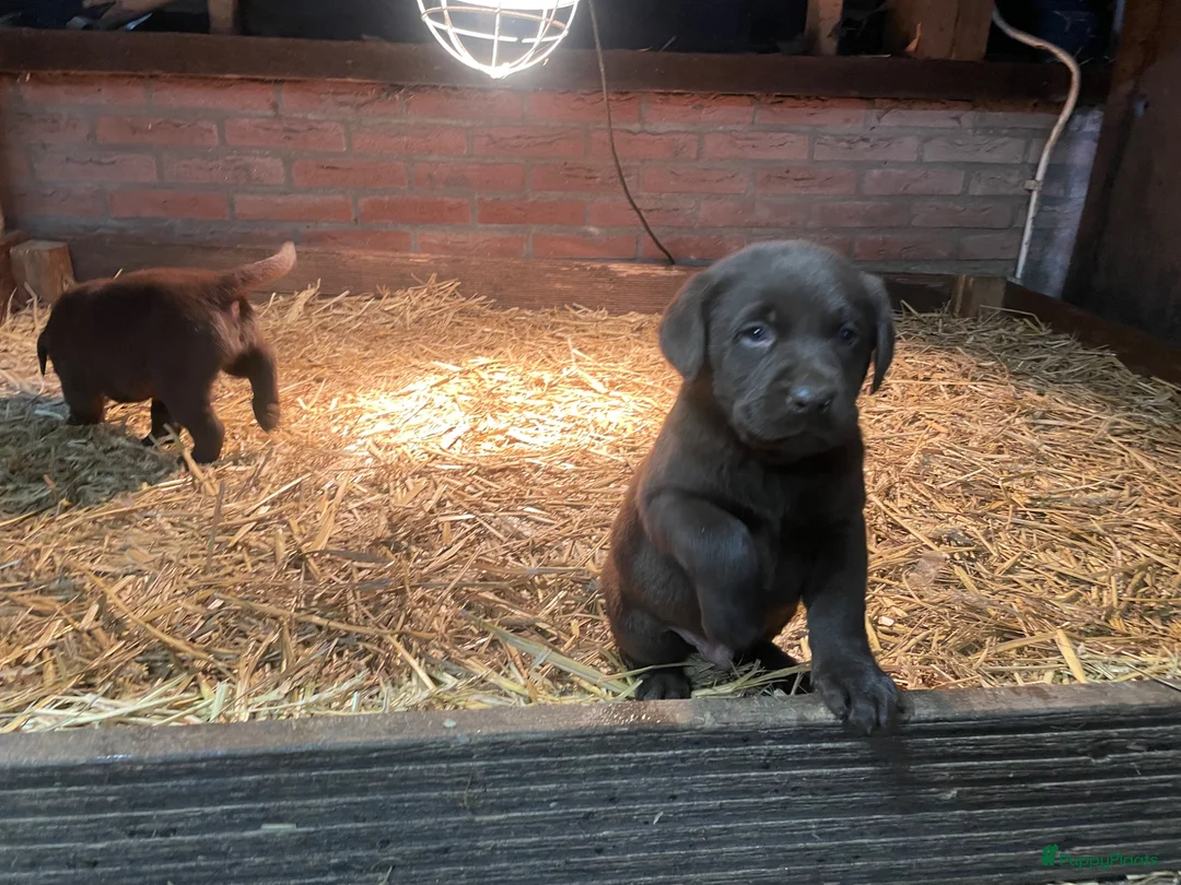 Labrador Retriever honden te koop: Prachtig nest lieve pups  - Advertentie 2