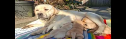 Labrador Retriever honden te koop: Prachtige labrador reutjes blond redfox  - Advertentie 1