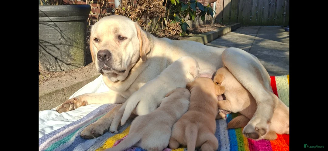 Labrador Retriever honden te koop: Prachtige labrador reutjes blond redfox  - Advertentie 1