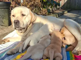 Labrador Retriever honden Prachtige labrador reutjes blond redfox - Advertentie 1