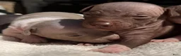 Amerikaanse Naakthond honden te koop: American hairless terrier / naakthond - Advertentie 3