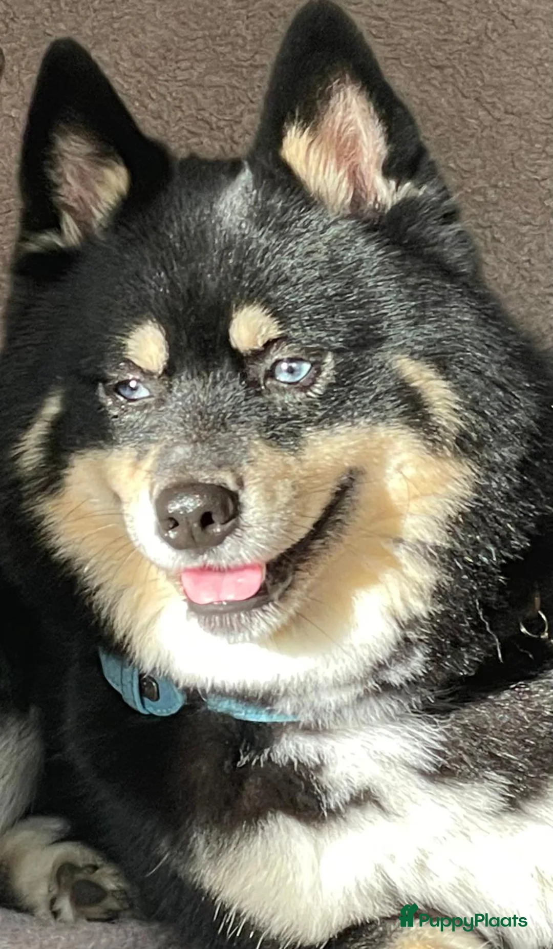 Pomsky honden te koop: Pomsky puppy's  met Husky looks - Advertentie 12