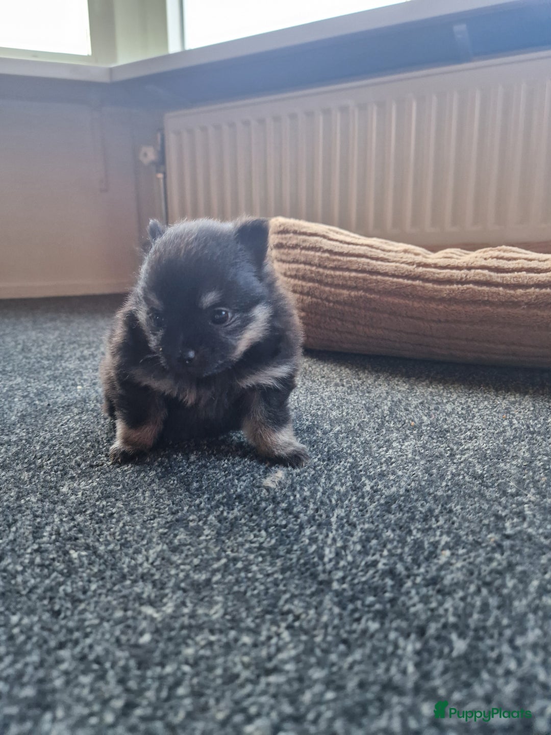 Pomeriaan honden te koop: Pomeriaan pups #panda dog # black and tan  - Advertentie 7