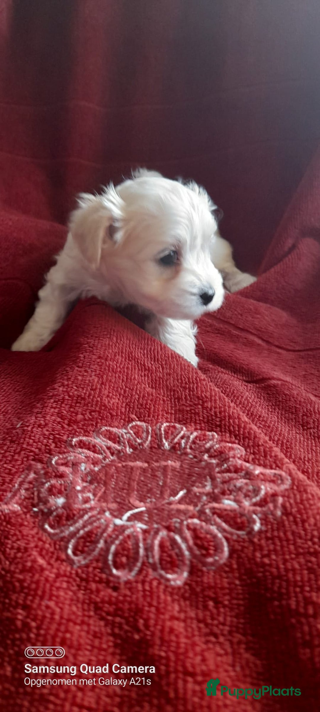 Maltezer honden te koop: Lieve vrolijke maltzers pups . - Advertentie 2