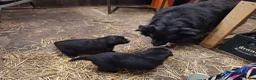 Kruising honden te koop: Kruising pups in Ljussens - Advertentie 10