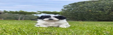 Kruising Puppy 5