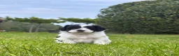 Kruising honden te koop: Labradoodle mini x Boomer pups - Advertentie 13