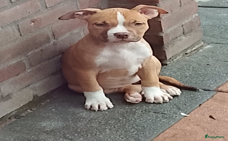 Amerikaanse Bully honden - Advertentie 3