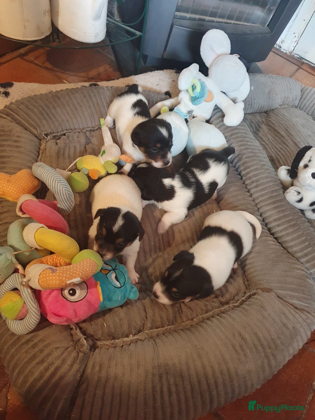 Jack Russel Terriër honden te koop: Lieve ruwharige JACK RUSSELTJES Laagbenig, dď - Afbeelding 11