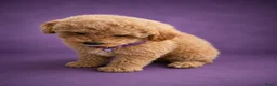 Maltipoo honden te koop: Prachtige maltipoo pups  - Advertentie 9