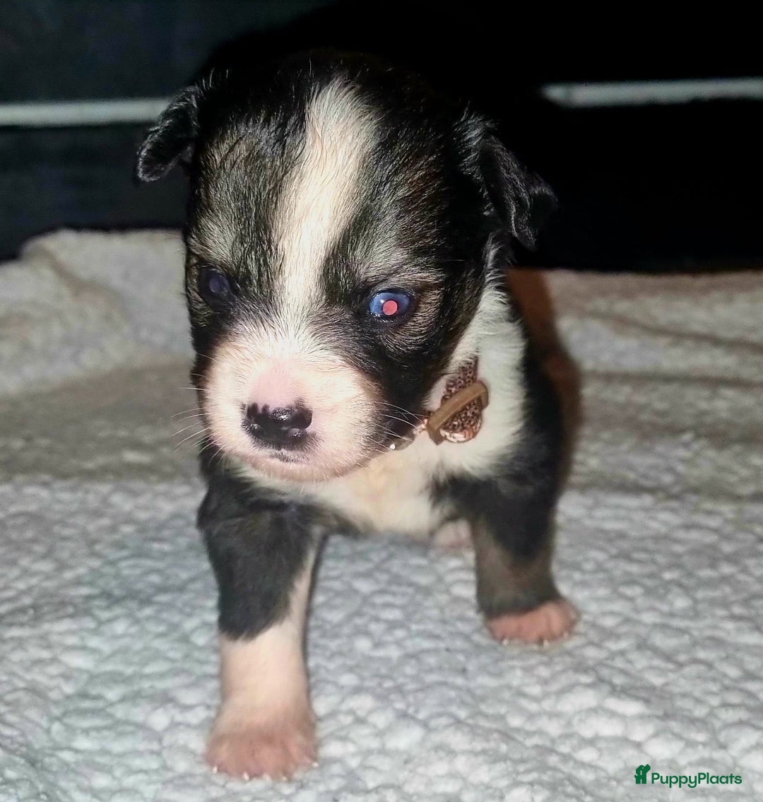 Kruising honden te koop: Kruising X Husky pups! Super mooi en leuk! - Advertentie 16