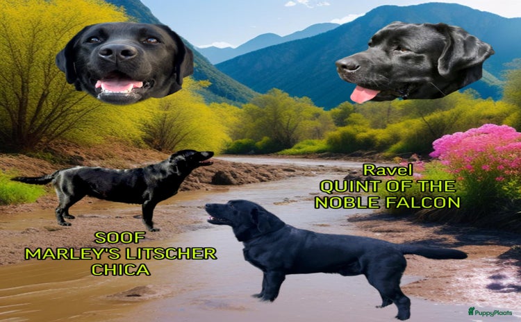 Labrador Retriever honden Eind oktober puppy’s verwacht! - Advertentie 3