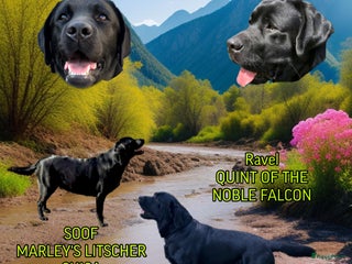 Labrador Retriever honden Eind oktober puppy’s verwacht! - Advertentie 12