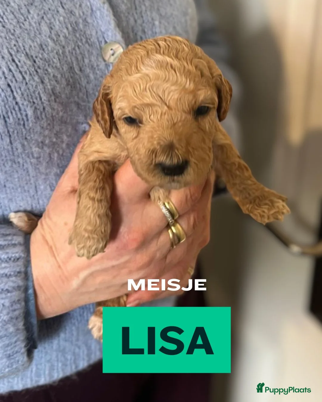 Kruising honden te koop: Australian Labra doodle x Labra Doodle (bruin) - Advertentie 2