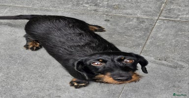 Ruwhaar Teckel honden - Advertentie 4