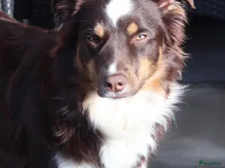 Kruising honden Border collie/Australian Shepherd pups - Advertentie 4