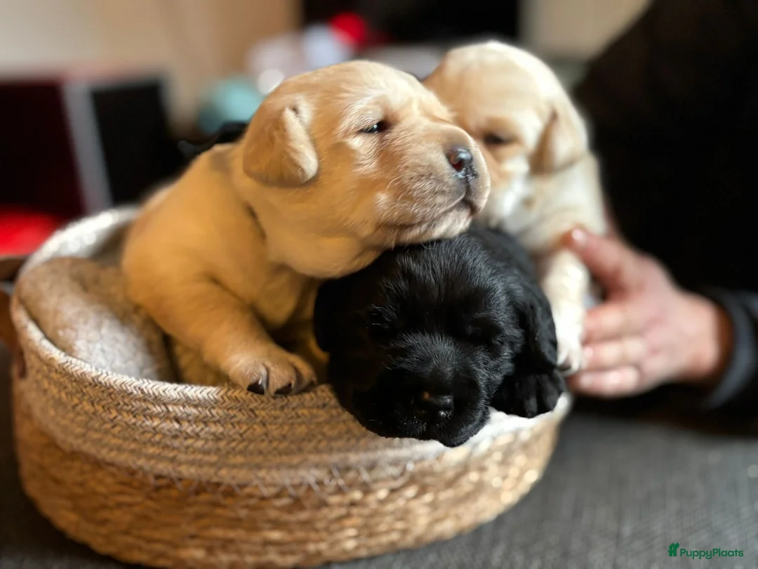 Labrador Retriever honden te koop: Prachtige raszuivere blonde labradorpups! - Advertentie 3