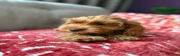 Poedel Toy honden te koop: Toy poedel pups reutje en teefje - Advertentie 7