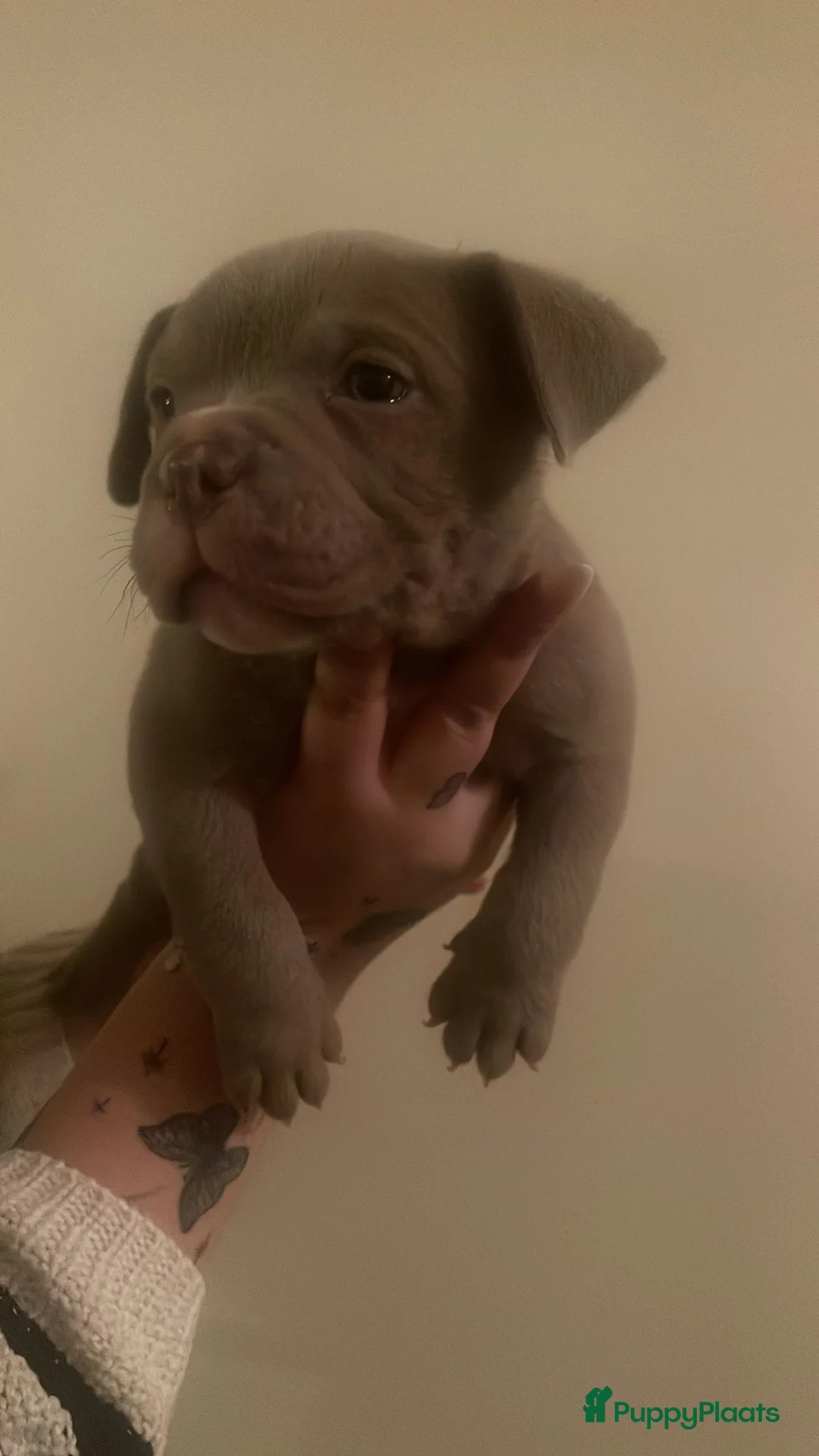 Amerikaanse Bully honden te koop: Micro bully’s  - Advertentie 7