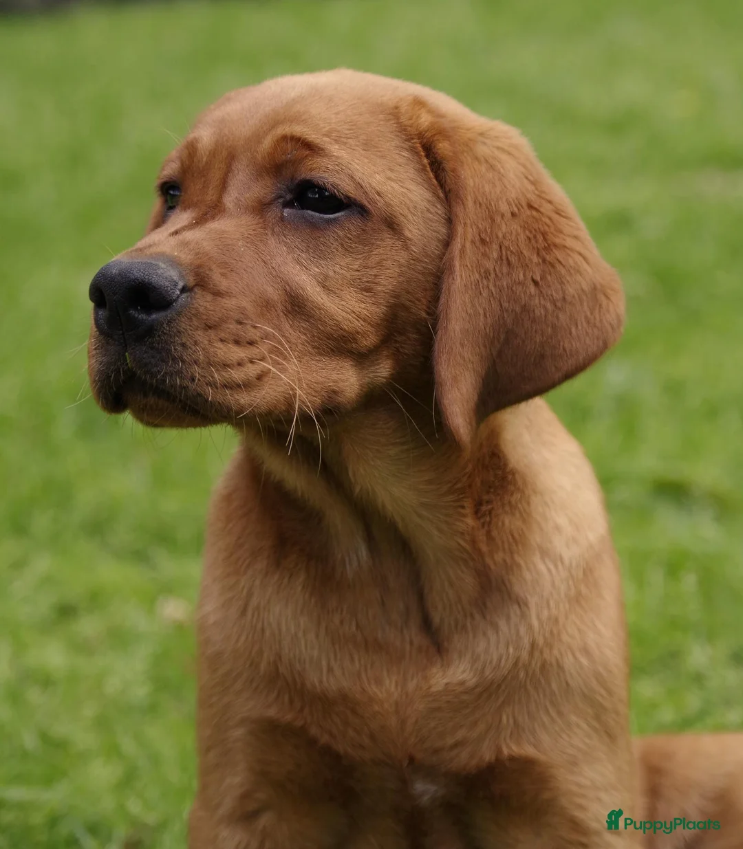 Labrador Retriever honden te koop: donkergeel/foxred labrador reutje - Advertentie 9