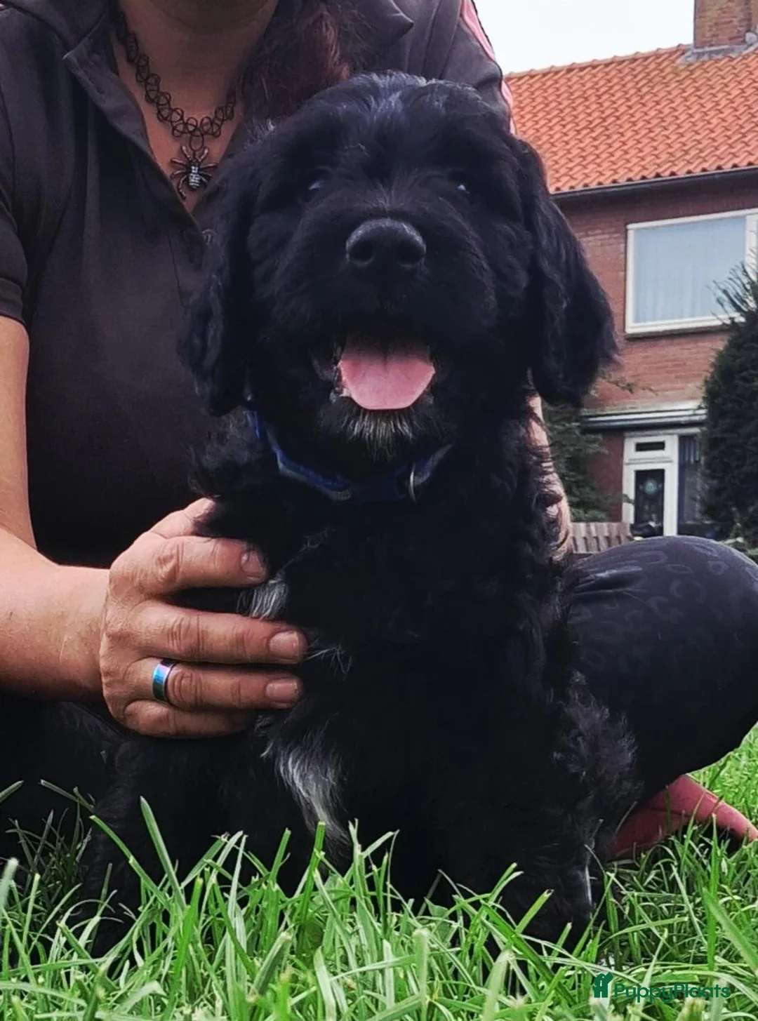 Goldendoodle honden te koop: Golden doodle zwart/wit bijzonder! - Advertentie 12
