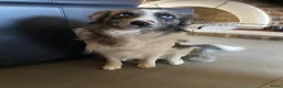 Border Collie honden te koop: gouden mandje gezocht voor onze puppy's - Advertentie 15