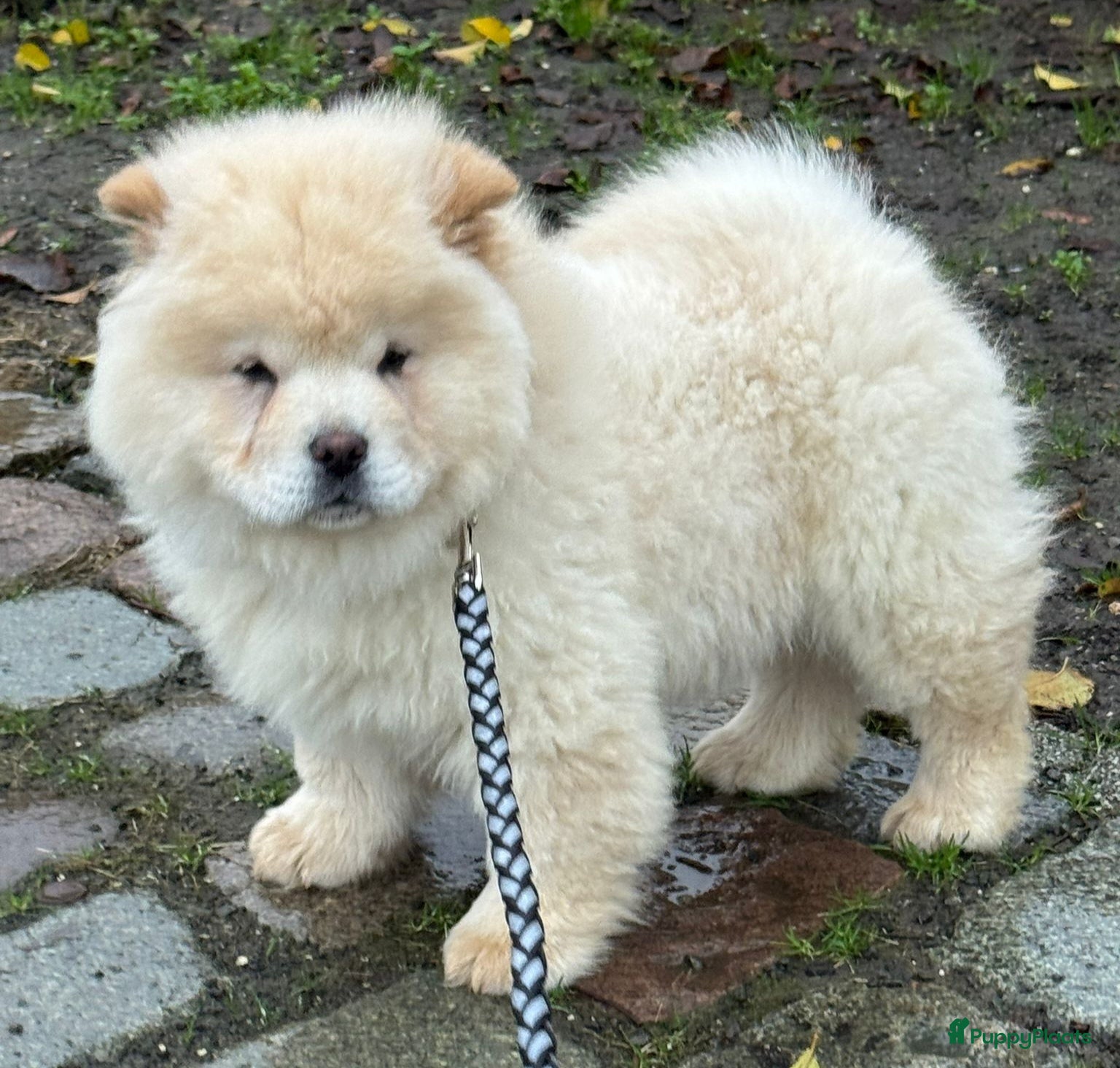 Chow Chow honden Chow chow pup - Advertentie 16