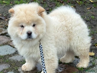 Chow Chow honden Chow chow pup - Advertentie 1