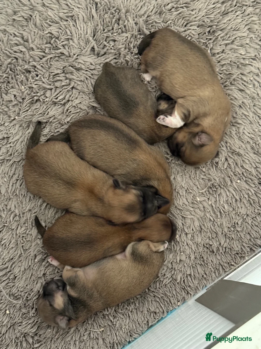 Lhasa Apso honden te koop: 🐾 Lhasa Apso Pups met stamboom! 🐾 in Rozenburg - Advertentie 2
