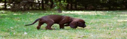 Kruising honden te koop: Bayerische gebirgssweishund - Advertentie 22