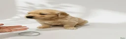 Golden Retriever honden te koop: Golden Retriever pups beschikbaar. - Advertentie 3