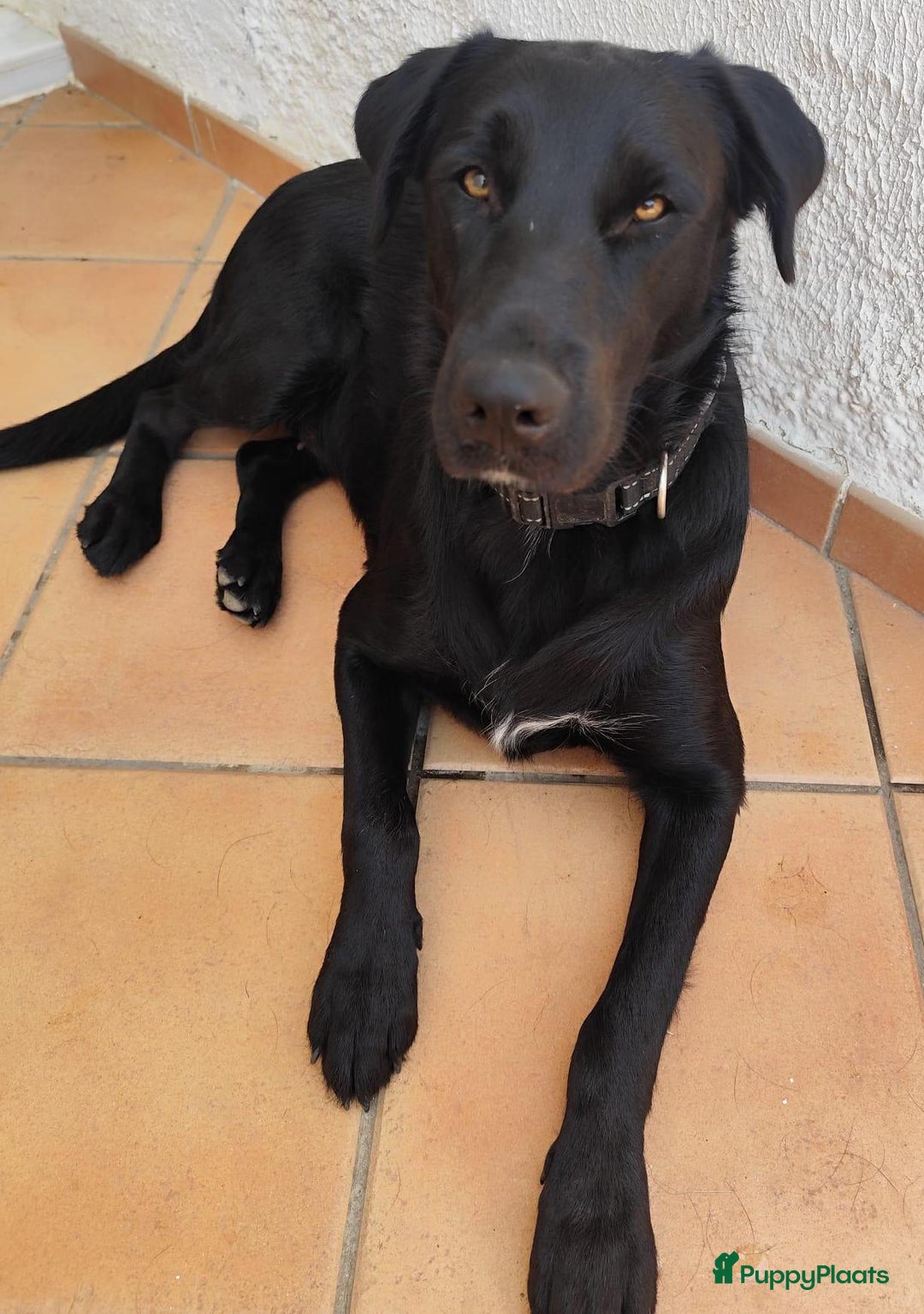 Labrador Retriever honden ter adoptie: lulu en maya twee labrador x  zoeken een en vriend - Afbeelding 10