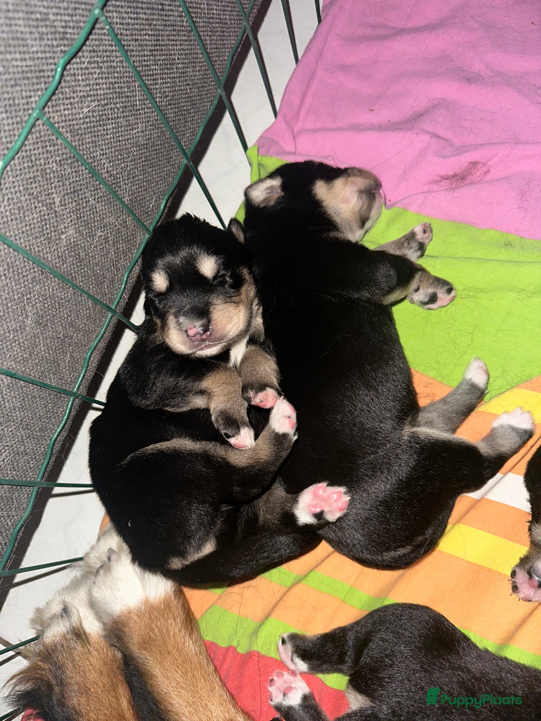 Kruising honden te koop: Super lieve bernsky puppy’s - Afbeelding 11