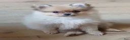 Pomchi honden te koop: Pomeriaan pups - Advertentie 4