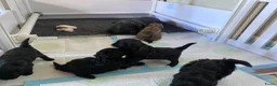 Shihpoo honden te koop: Prachtige shihpoo pups 1 reutje en 4 teefjes - Advertentie 22
