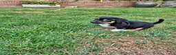 Jack Russel Terriër honden te koop: De mooiste en liefste Jack Russel puppy's.  - Advertentie 2