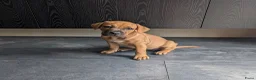 Kruising honden te koop: Lieve gesocialiseerd pups zoeken 4 ever home - Advertentie 13