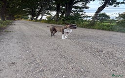 American Staffordshire Terriër honden ter dekking: Unieke Ervaren Amerikaanse Stafford bleu dekreu  in Gemert - Afbeelding 11
