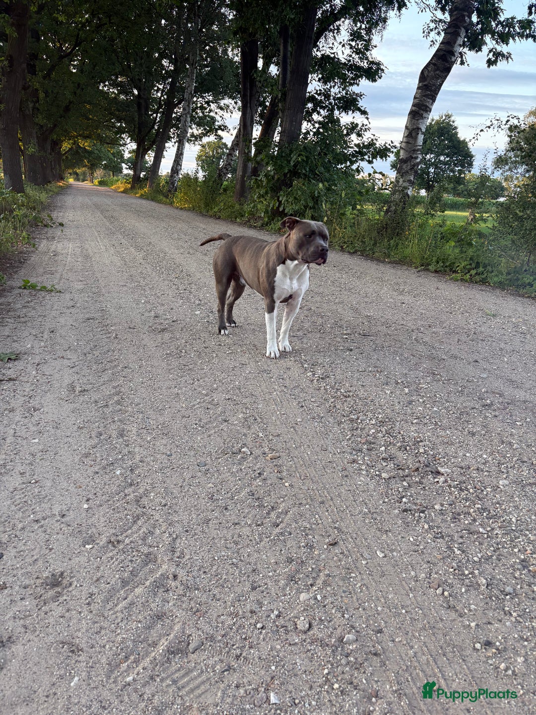 American Staffordshire Terriër honden ter dekking: Unieke Ervaren Amerikaanse Stafford bleu dekreu  in Gemert - Afbeelding 11