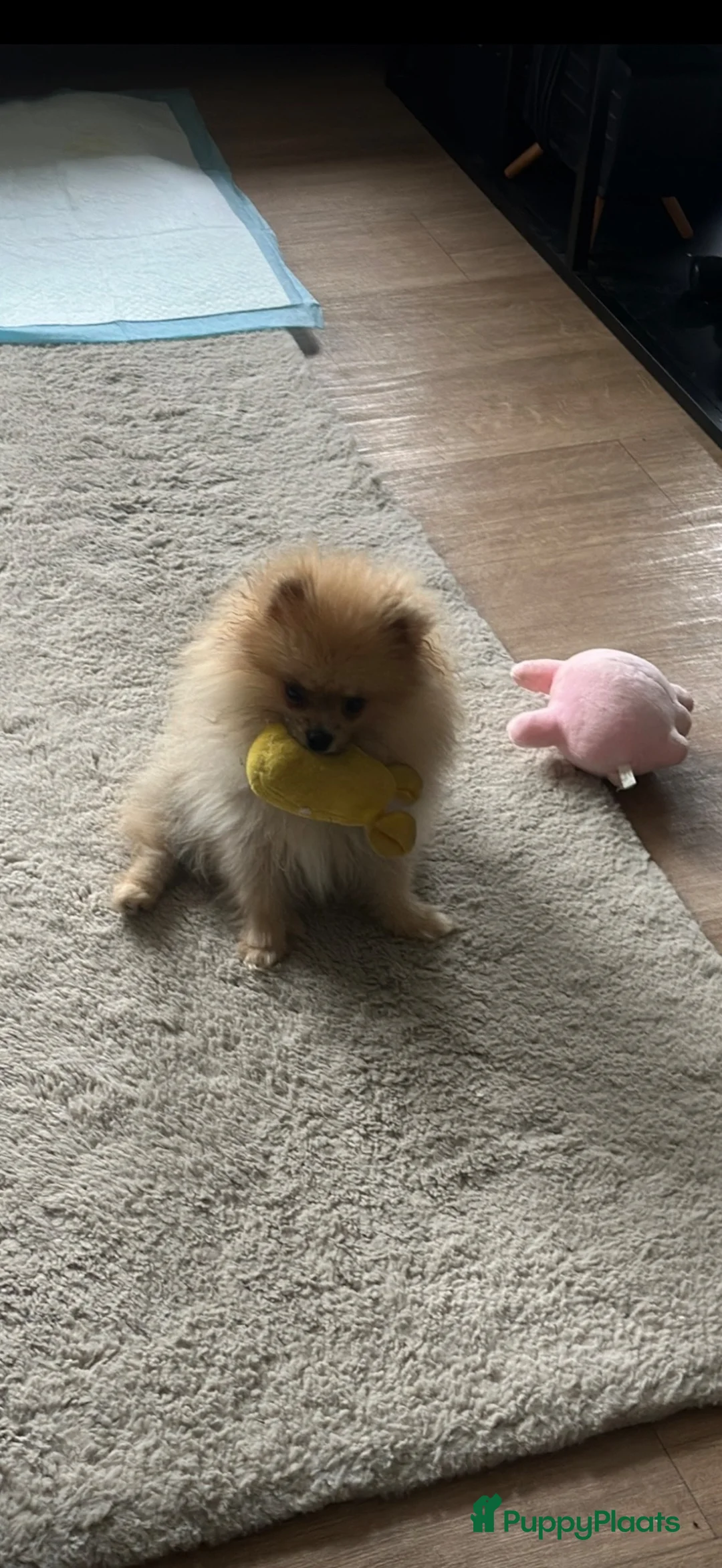 Pomeriaan honden te koop: Pomeriaan Puppy in Maastricht - Advertentie 3