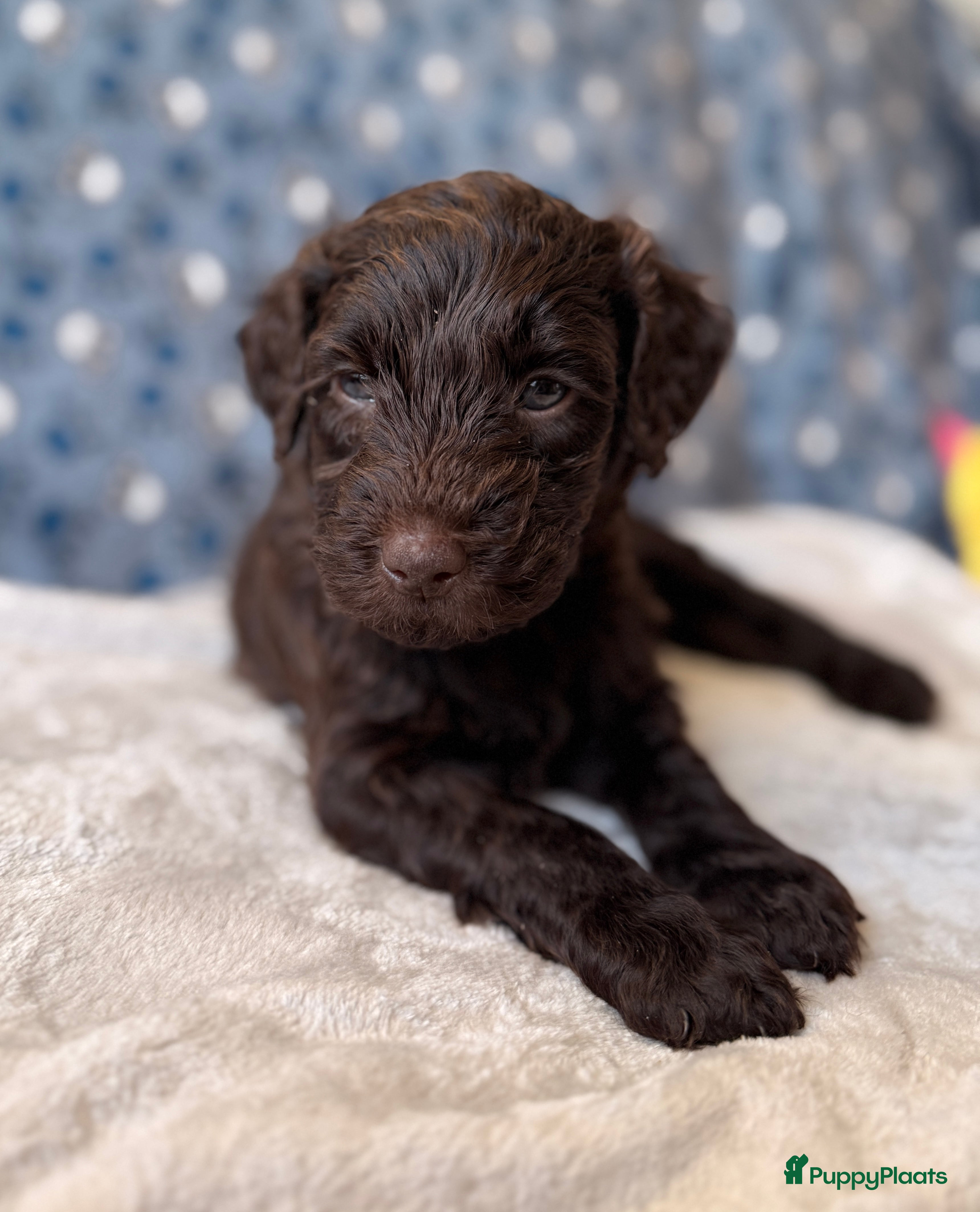 Kruising honden Goldendoodle/labradoodle is een double Doodle  - Advertentie 2