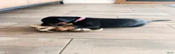 Dobermann honden te koop: 3 Dobermann pups  zoeken  een goud mandje  - Advertentie 18