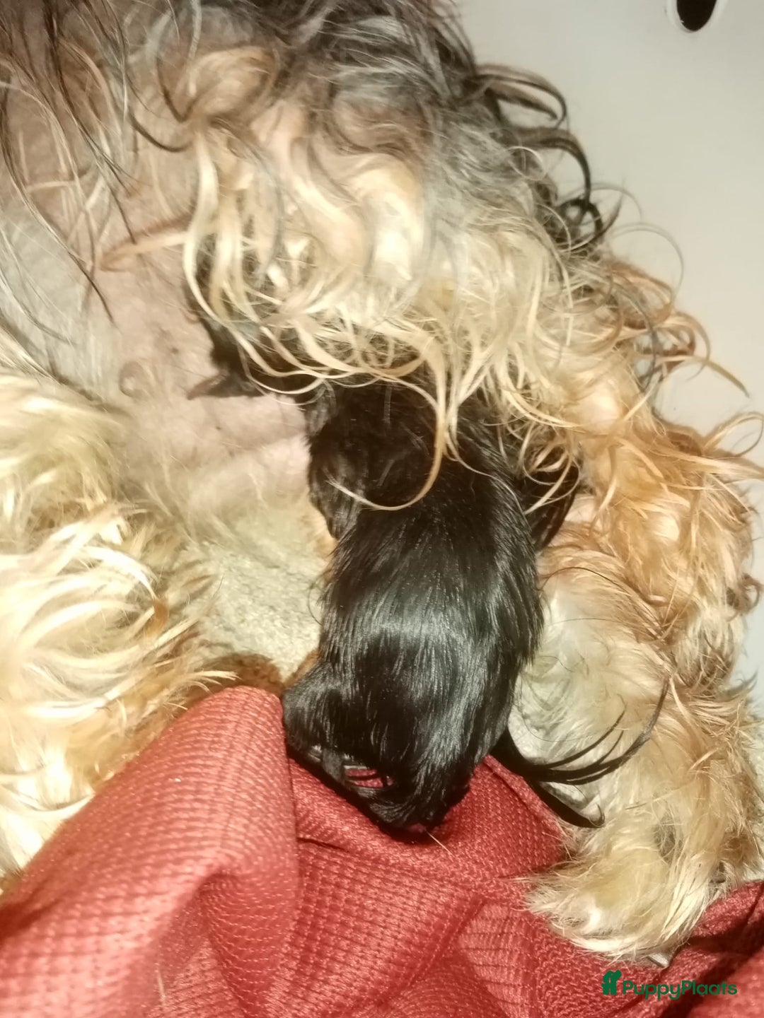 Yorkshire Terriër honden te koop: yorkshire terrier pupjes - Afbeelding 3