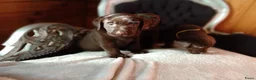Labrador Retriever honden te koop: Prachtig bruine labrador puppys  - Advertentie 3