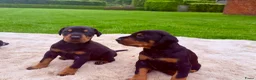 Dobermann honden te koop: Prachtig nestje Dobermann pups - Advertentie 3