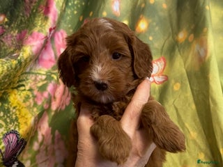 Australian Labradoodle honden Te koop mini Australian Labradoodles - Advertentie 18