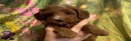 Australian Labradoodle honden te koop: Te koop mini Australian Labradoodles met stamboom - Advertentie 1