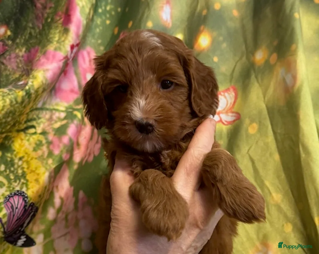 Australian Labradoodle honden te koop: Te koop mini Australian Labradoodles met stamboom - Advertentie 1