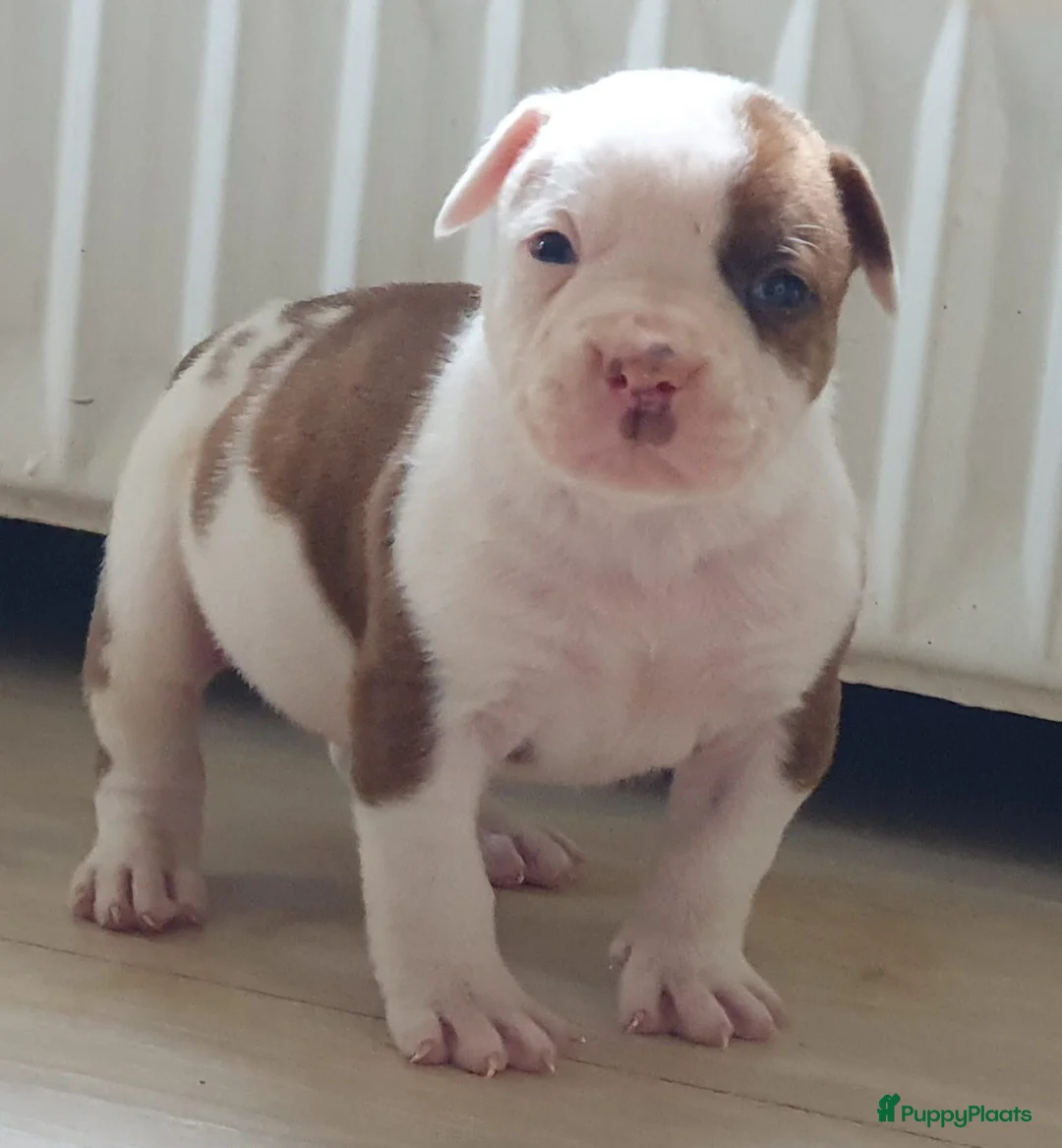 Amerikaanse Bulldog honden te koop: Prachtige Amerikaanse bulldog pups met stamboom - Advertentie 4